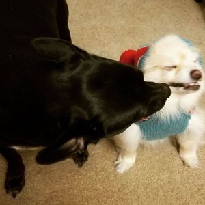 Meet your Posher, Robin